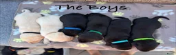 Labrador Retriever dogs for sale: Exquisite KC FTCH Labrador Puppies - Advert 3
