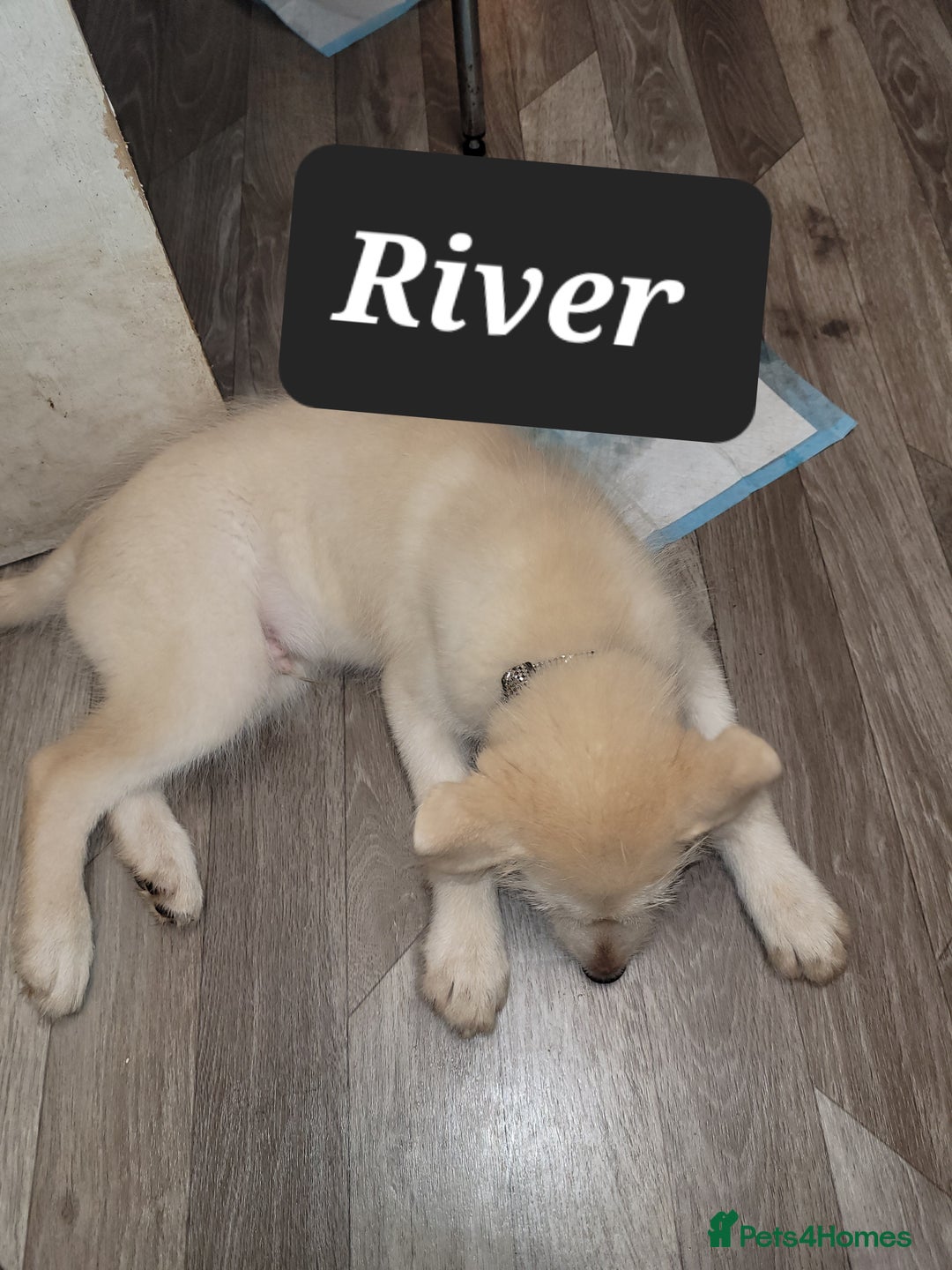 Shepsky dogs for sale: 5 adorable shepskys  - Image 12
