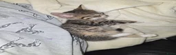Mixed Breed cats for sale: Kitten in Bradford - Advert 3
