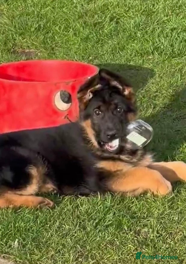 German Shepherd dogs *super pretty female* - Advert 8