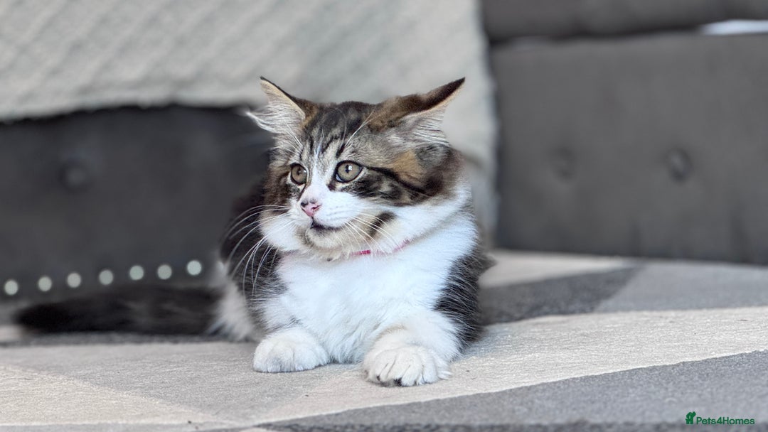 Mixed Breed cats for sale: Mix ragdoll kittens  - Image 3