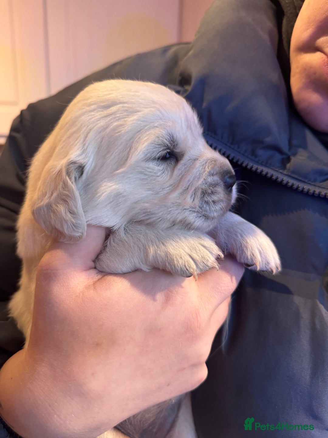 Golden Retriever dogs for sale: Stunning pale Golden Retriever puppies  - Advert 6