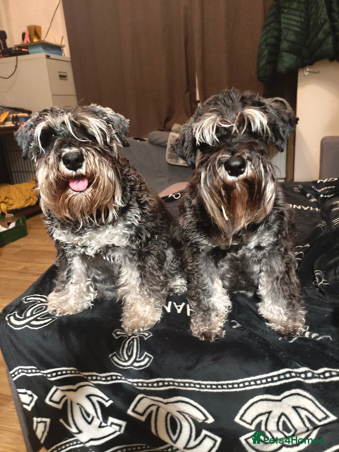 Miniature Schnauzer dogs for sale: Charming Mini Schnauzers with KC registration - Image 10