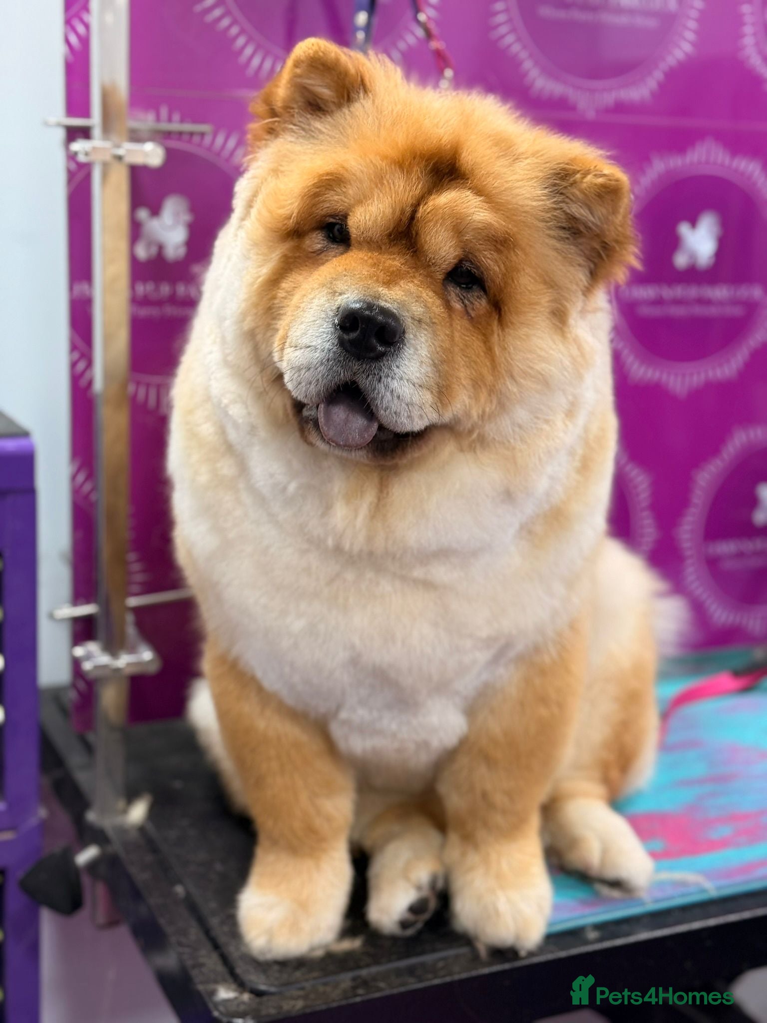 Chow Chow dogs Beautiful KC reg intact Chow Chow female for sale  - Advert 2