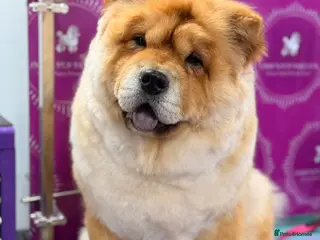 Chow Chow dogs Beautiful KC reg intact Chow Chow female for sale - Advert 2