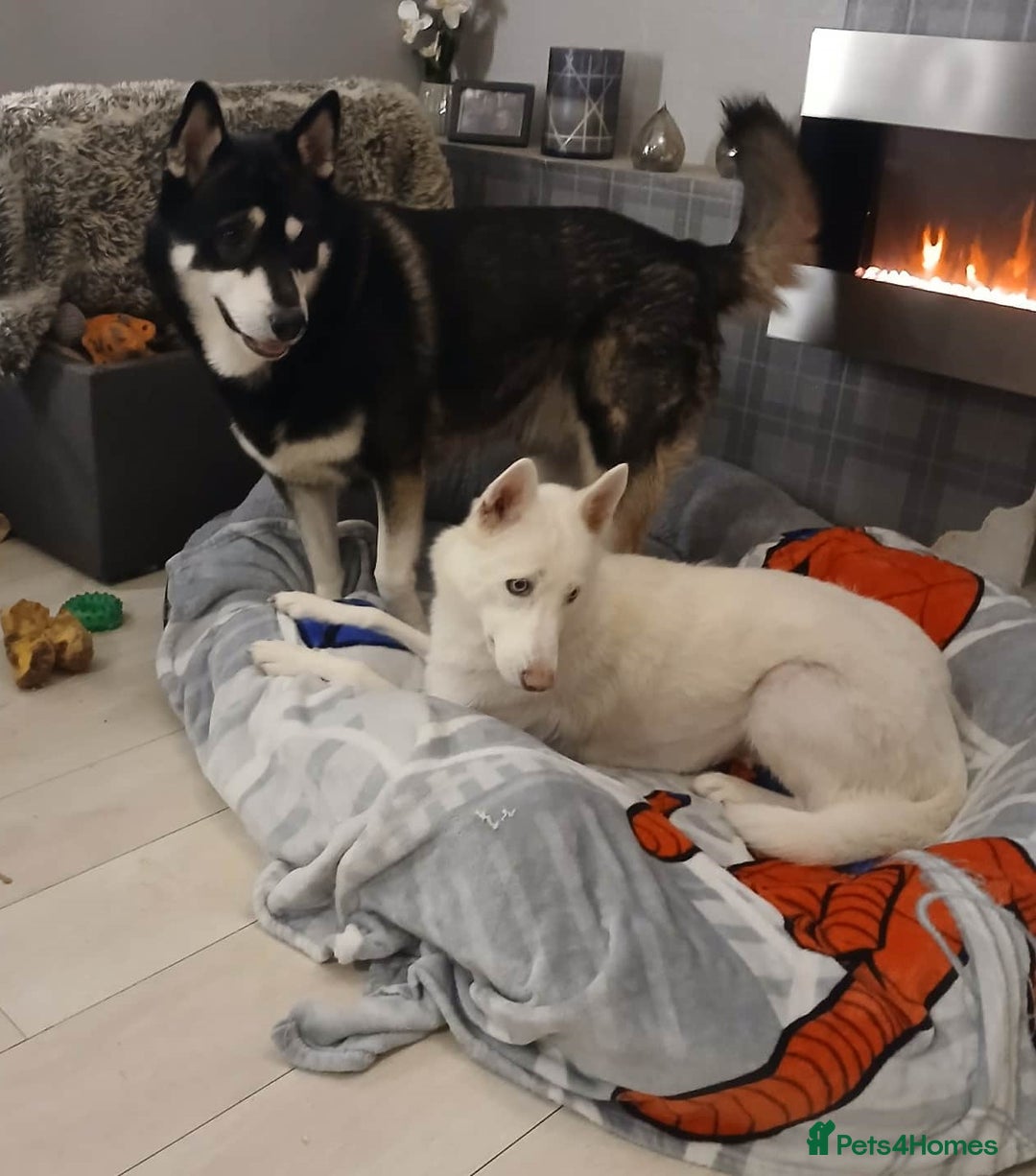 Siberian Husky dogs for sale: 6 loving siberian husky puppies - Advert 9