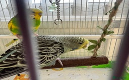 Budgerigars birds for sale: Friendly Budgies Looking for a New Home - Advert 12