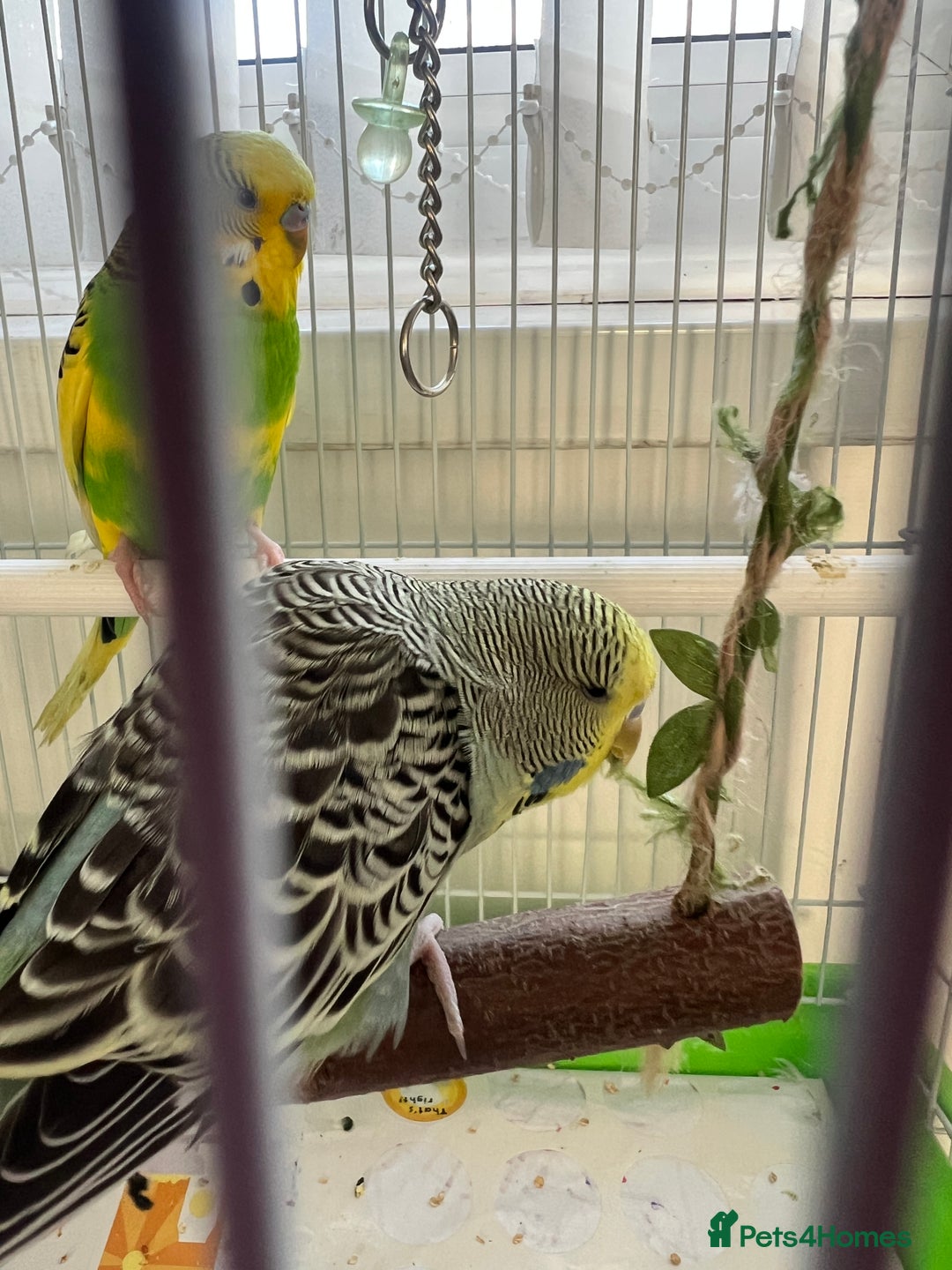 Budgerigars birds for sale: Friendly Budgies Looking for a New Home - Advert 12