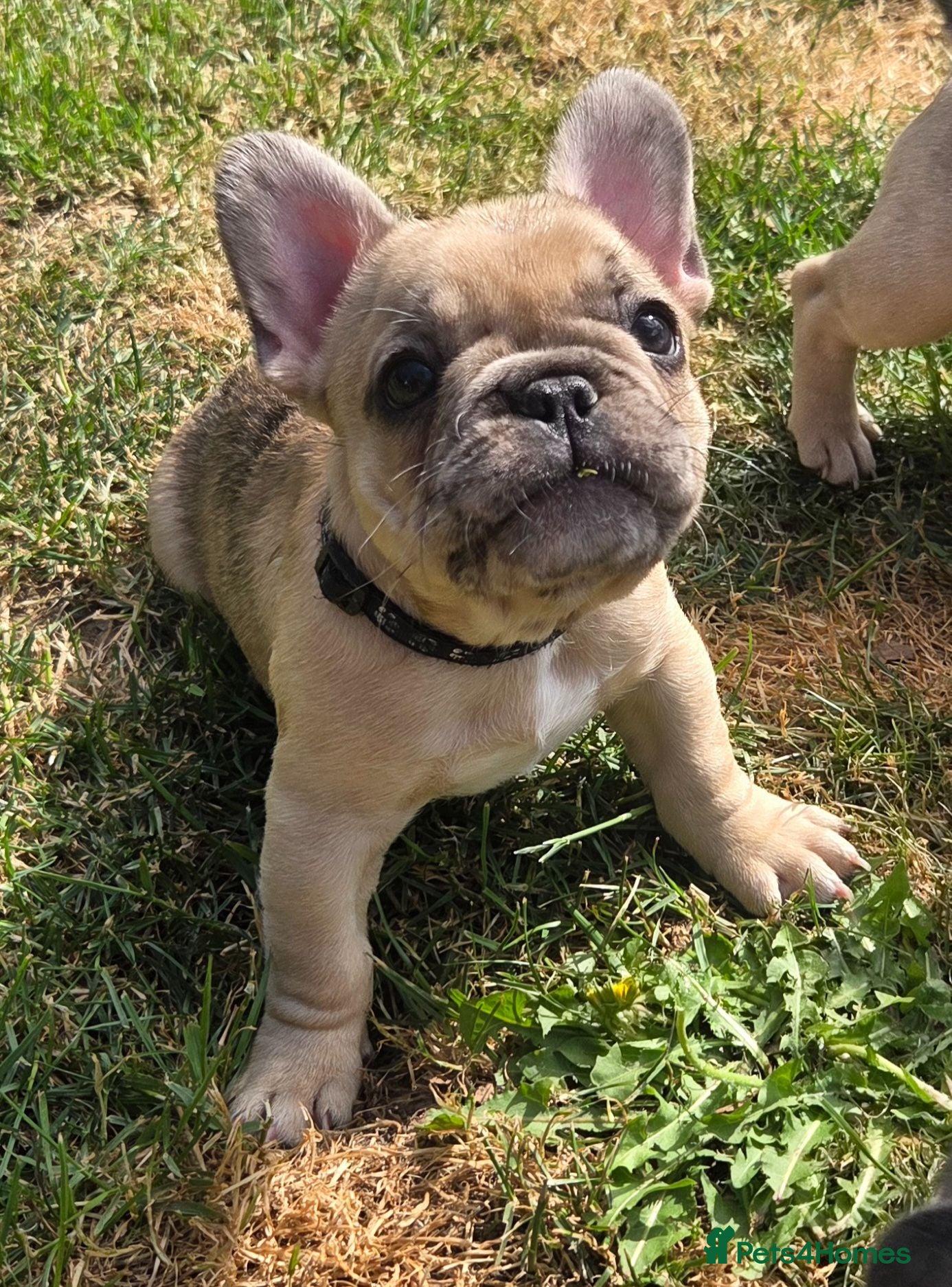 French Bulldog dogs French bulldog ready to leave - Advert 1