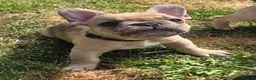 French Bulldog dogs for sale: French bulldog ready to leave last boy and girl - Advert 5