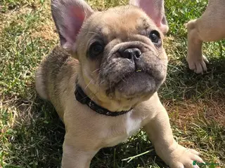French Bulldog dogs French bulldog ready to leave - Advert 1