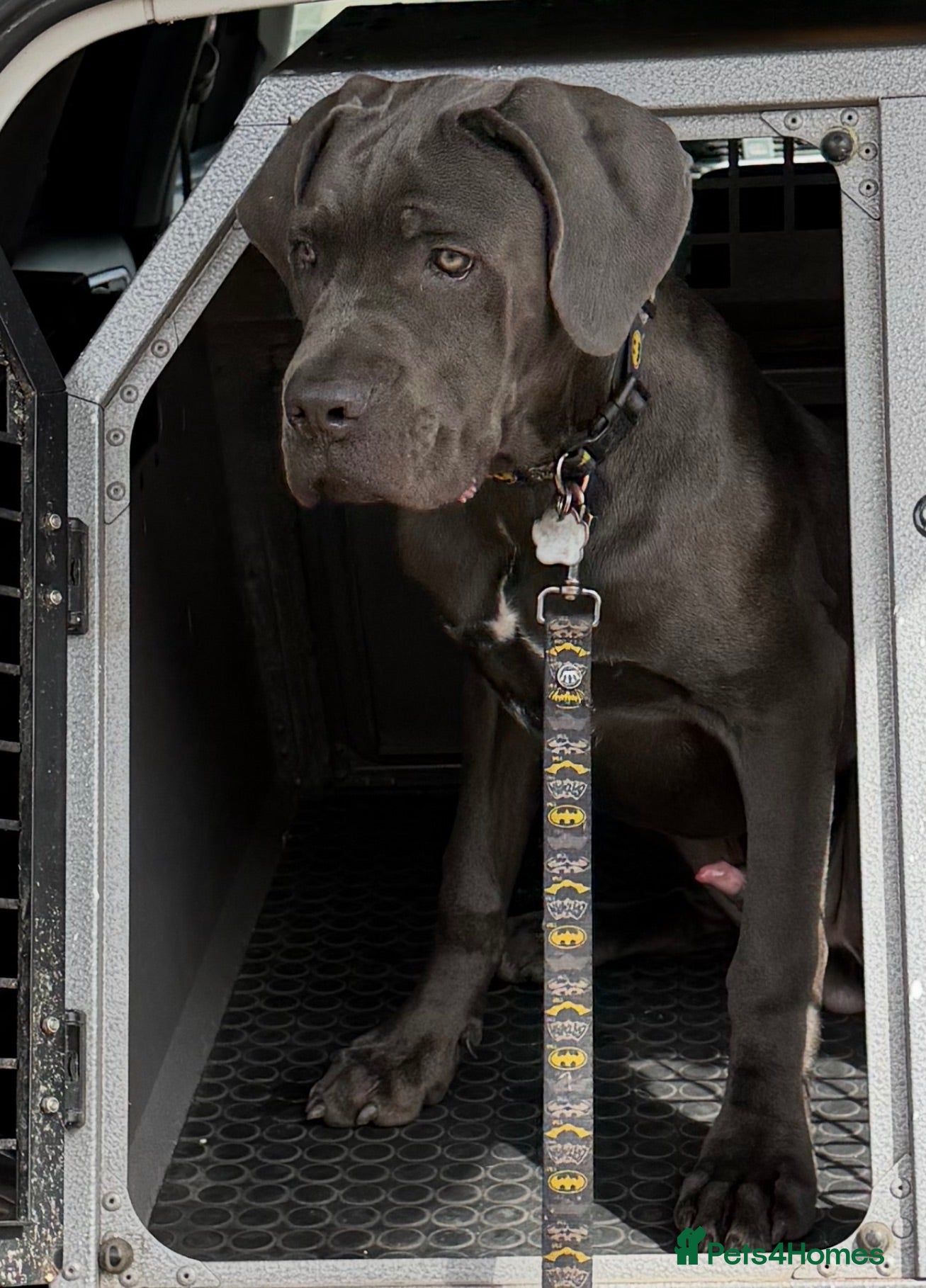 Cane Corso dogs Pure cane corso Male  - Advert 1