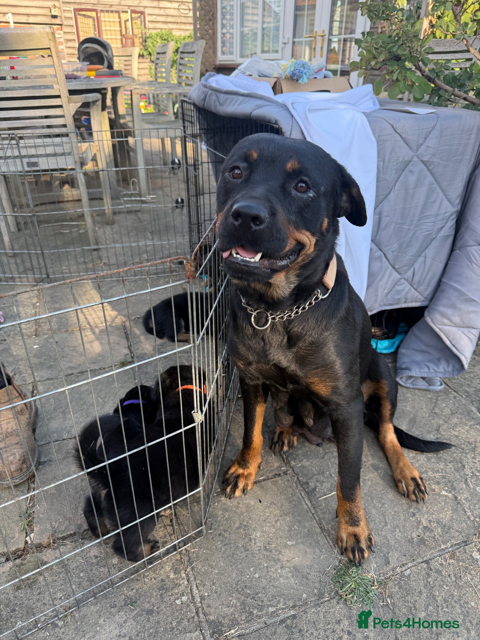 Mixed Breed dogs Adorable litter of Rottweiler cross GSD - Advert 1