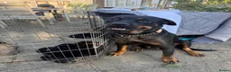 Mixed Breed dogs for sale: Adorable litter of Rottweiler cross GSD in Lewes - Advert 1