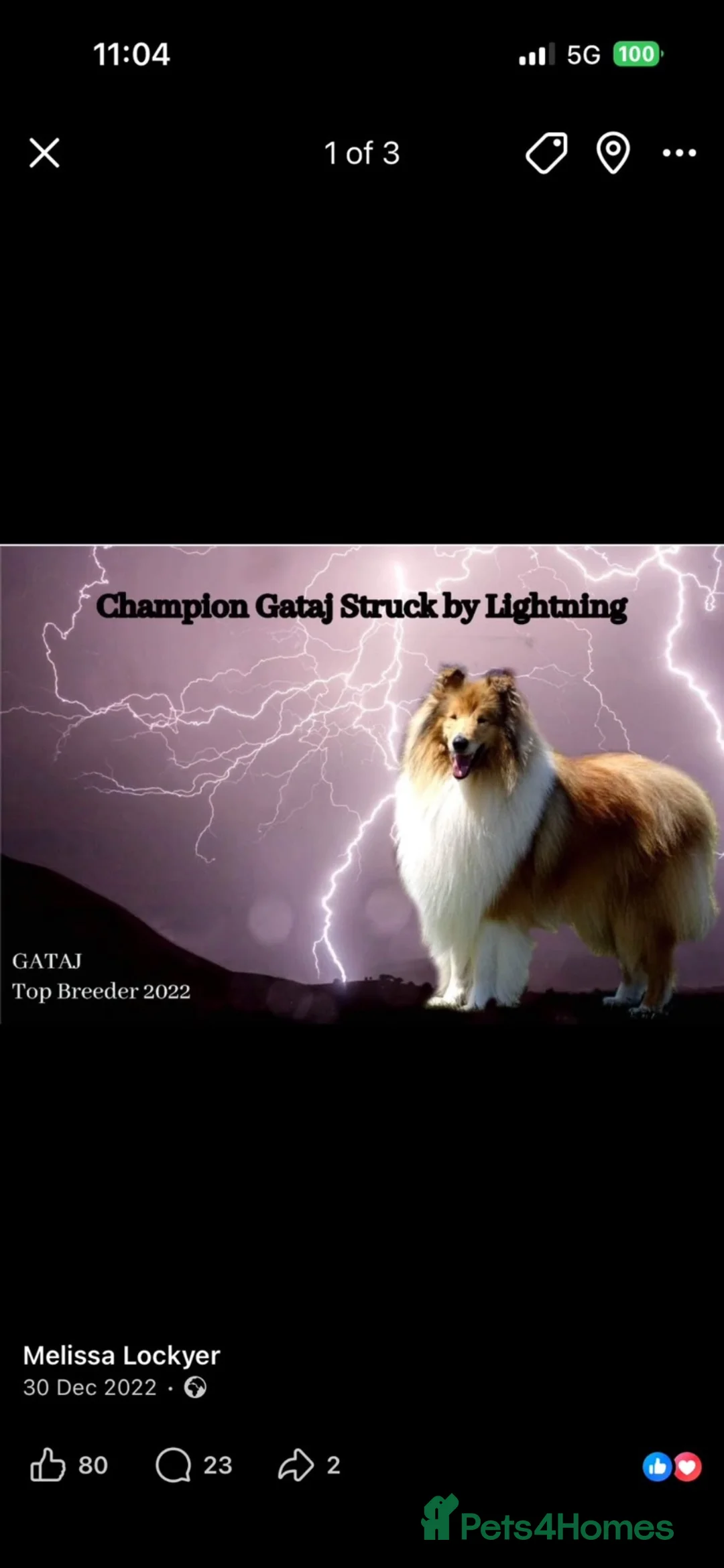Rough Collie dogs for sale: KC sable and white male ouppy - Advert 2