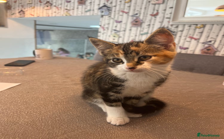 Mixed Breed cats - Advert 1
