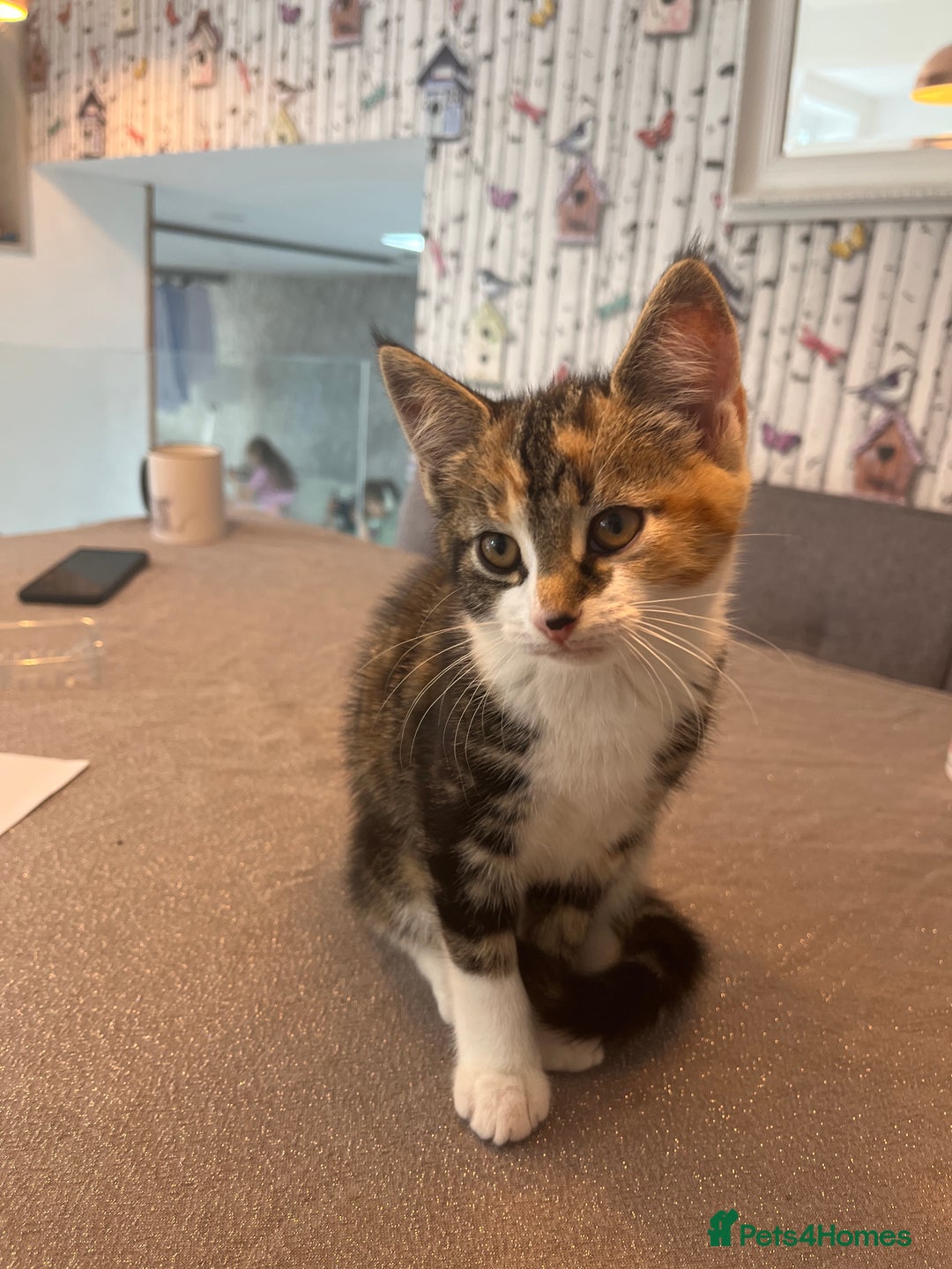 Mixed Breed cats for sale: 2 beautiful kittens full ginger and tortoise shell - Image 1