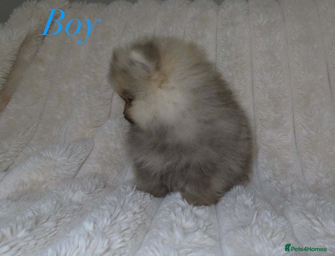 Pomeranian dogs TINY Champion Lines Teddy Faced Pomeranians  - Advert 1