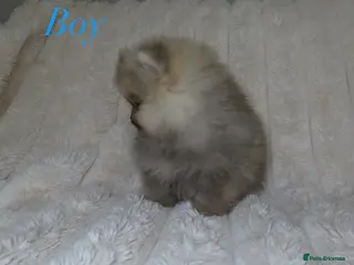 Pomeranian dogs TINY Champion Lines Teddy Faced Pomeranians - Advert 1