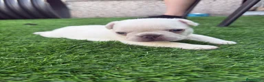 French Bulldog 6