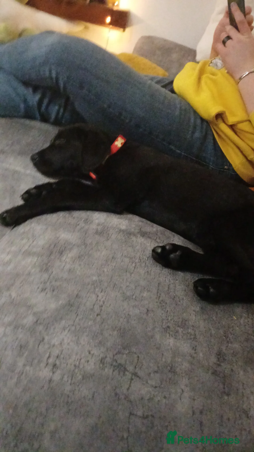 Labrador Retriever dogs for sale: 10 week old labrador  - Advert 2