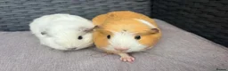 Guinea Pig rodents for sale: Sows and Trio of Boars  - Advert 8