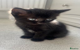 Ragdoll cats for sale: Very friendly Affectionate Ragdoll x kitten - Image 5