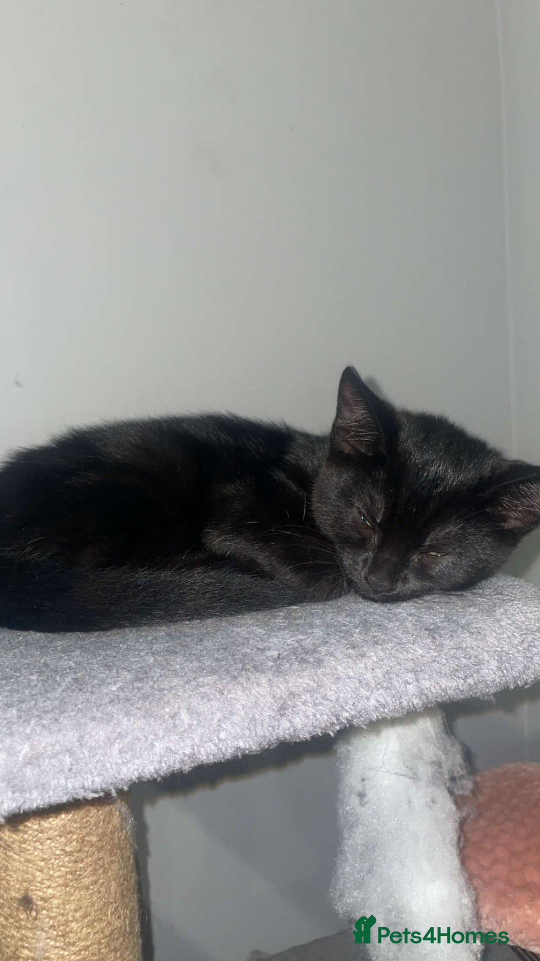 Mixed Breed cats for sale: Kittens - Image 13