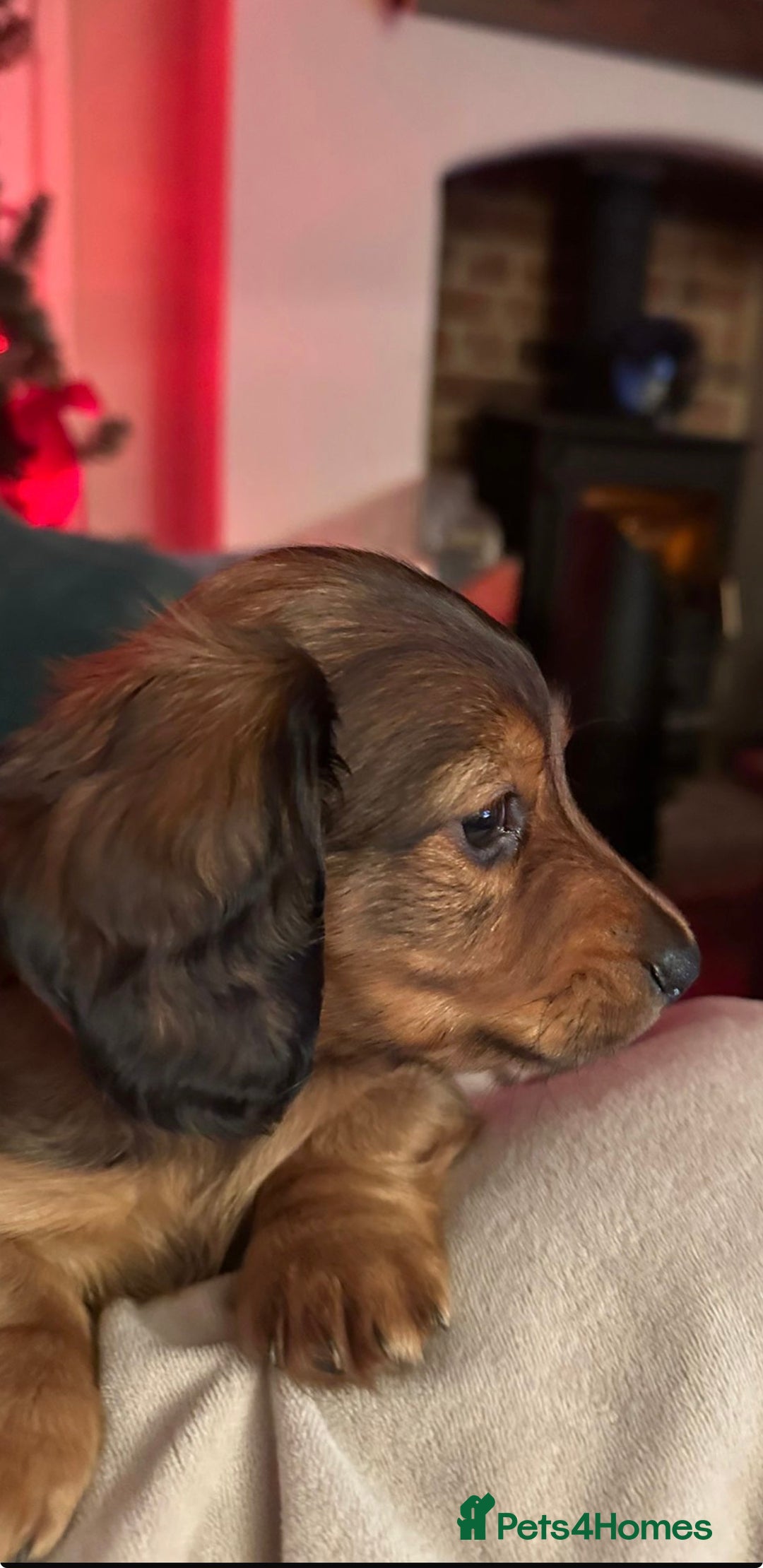 Miniature Dachshund dogs for sale:  Long haired miniature dachshund litter  - Advert 1