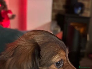 Miniature Dachshund dogs Long haired miniature dachshund litter - Advert 1