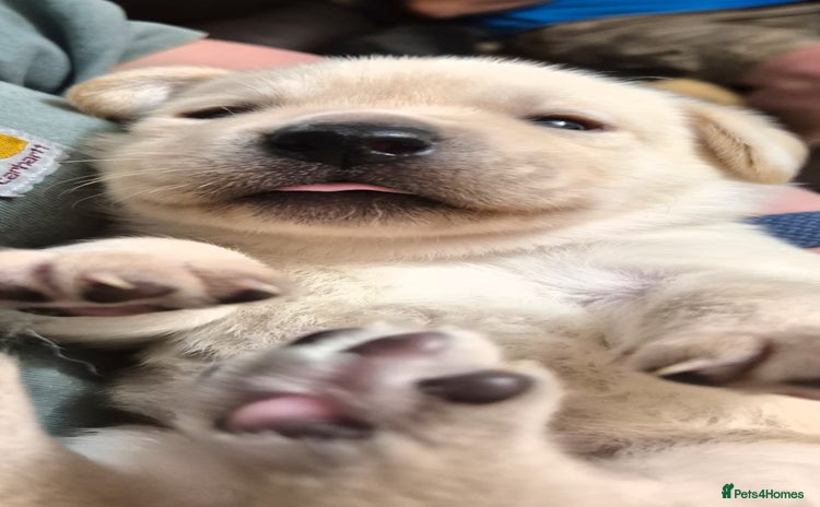 Labrador Retriever dogs Chunky beautiful ❤️ Yellow puppies . - Advert 1