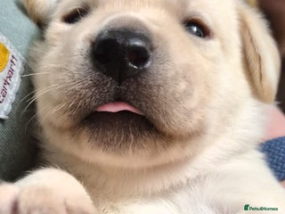 Labrador Retriever dogs Chunky beautiful ❤️ Yellow puppies . - Advert 1