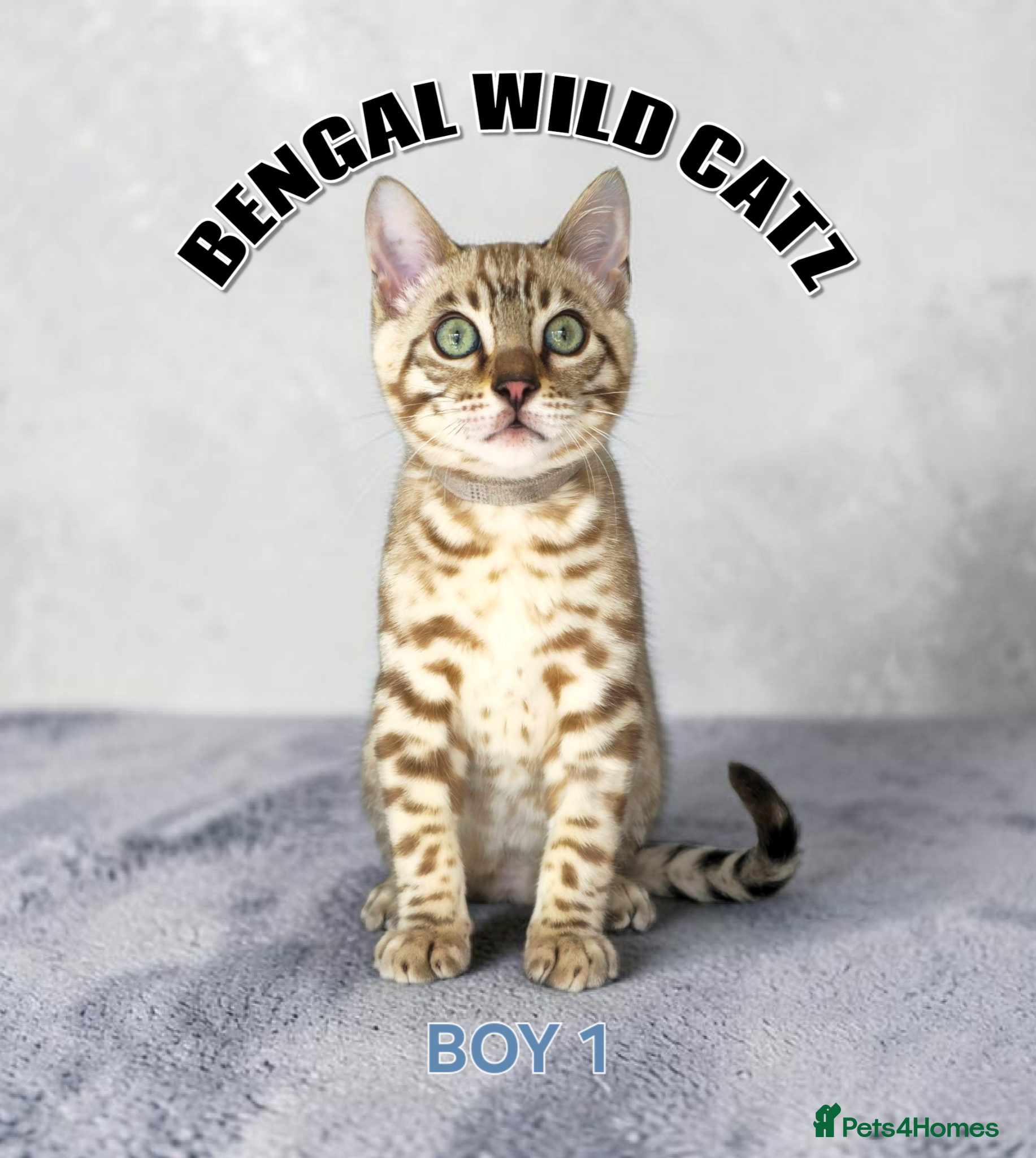 Bengal cats for sale: 4 bengal boys ready to leave now - Advert 14