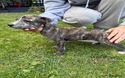 Mixed Breed dogs for sale: Staffordshire bull terrier cross whippet ready now - Image 4