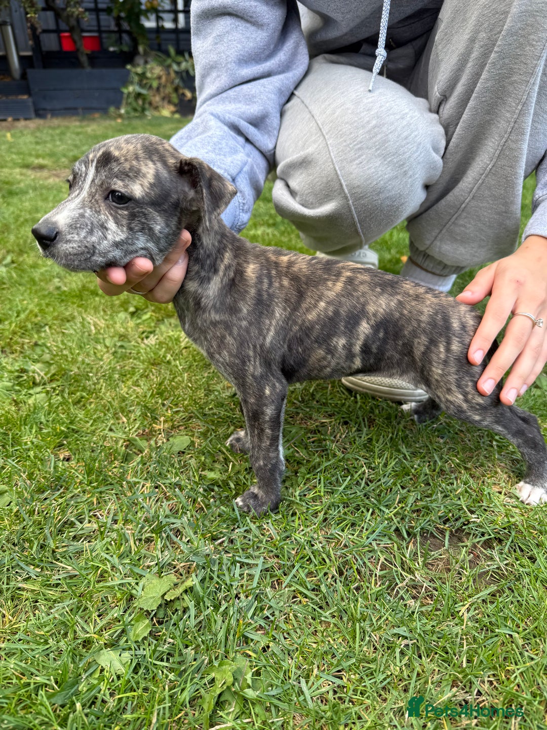 Mixed Breed dogs for sale: Staffordshire bull terrier cross whippet ready now - Image 4