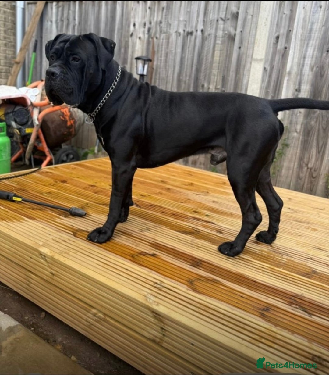 Cane Corso dogs for sale: Beautiful Cane Corso Puppies. - Advert 3