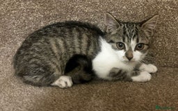 Mixed Breed cats for sale: Gorgeous British Shorthair / Bengal Kittens - Image 4