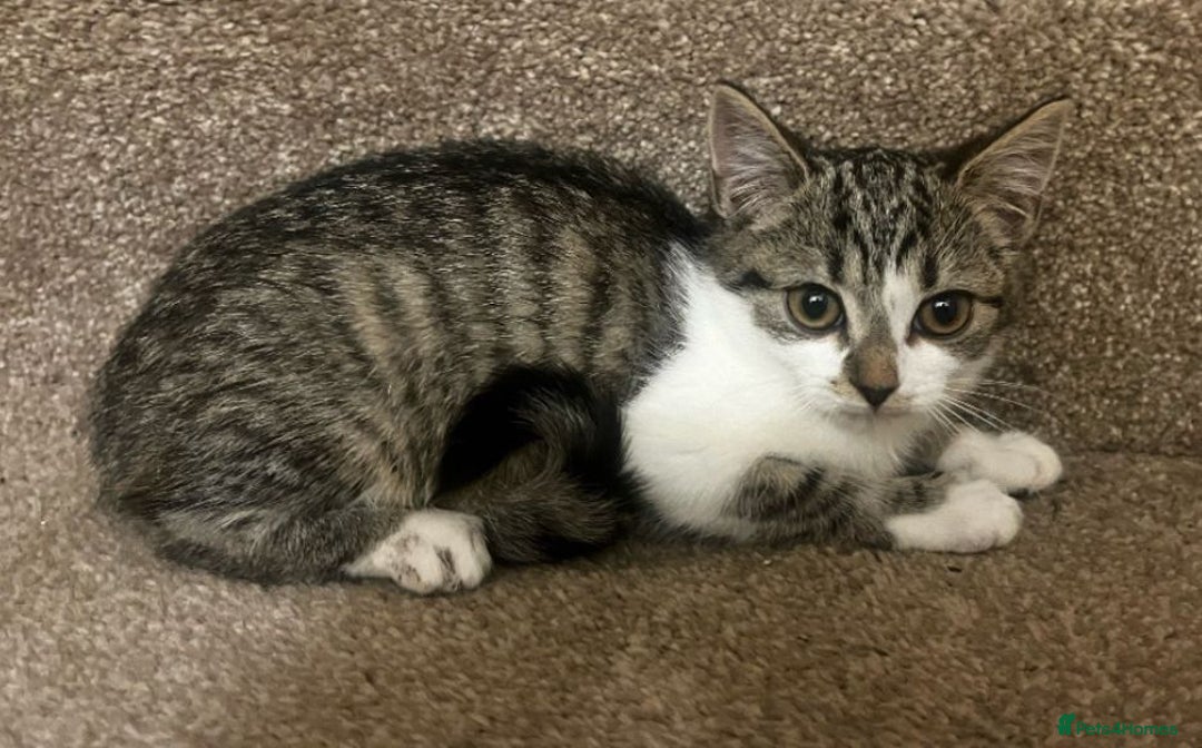 Mixed Breed cats for sale: Gorgeous British Shorthair / Bengal Kittens - Image 4