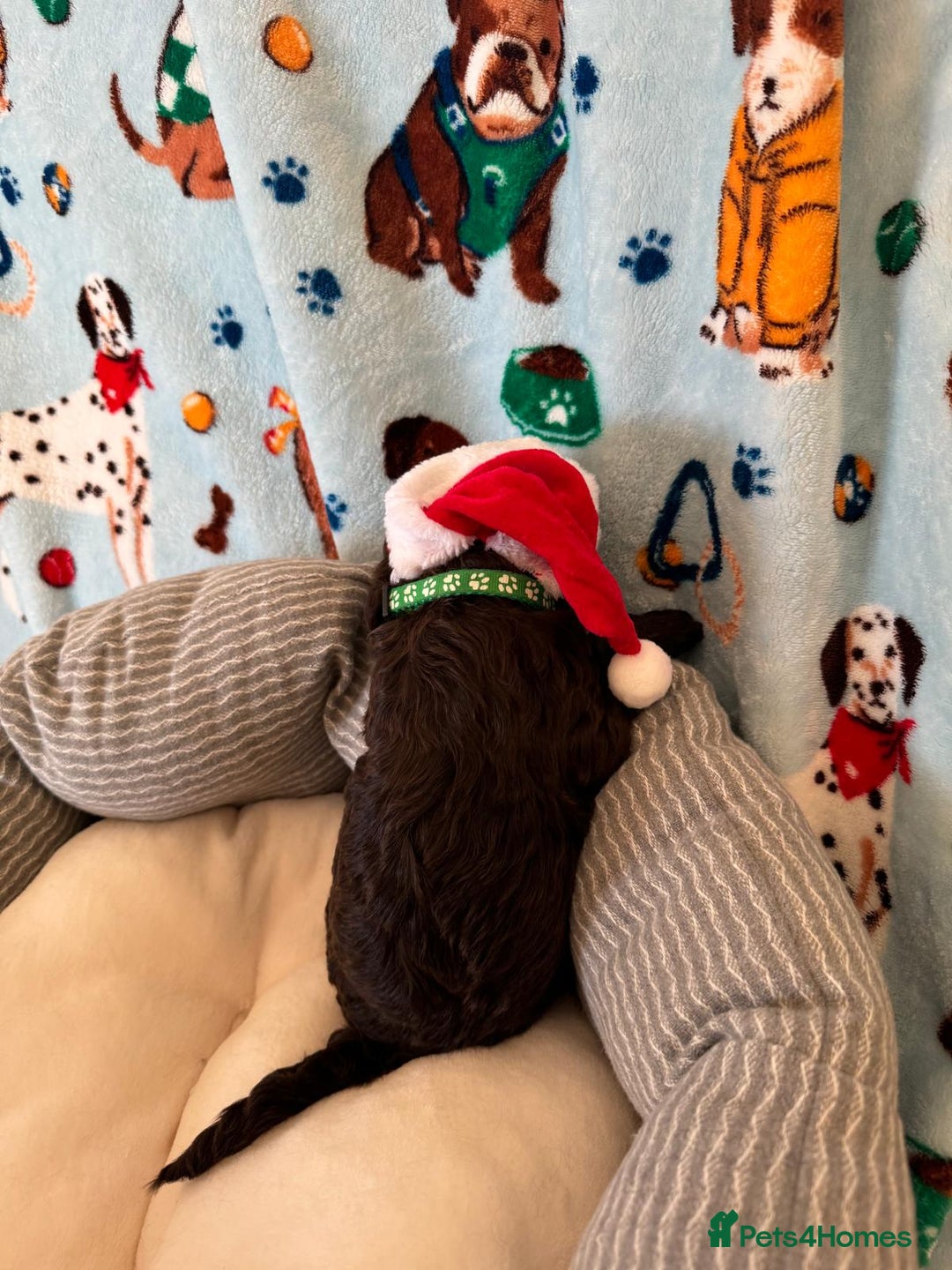 Cockapoo dogs for sale: Exceptional F1 Cockapoo puppies  - Advert 18