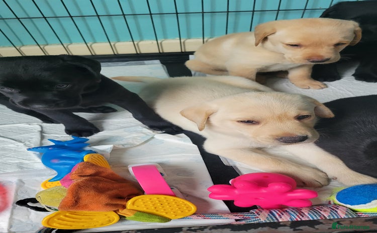 Labrador Retriever dogs - Advert 7