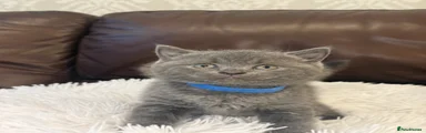 British Shorthair Kitten 2