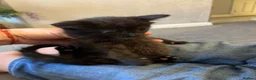 Mixed Breed cats for sale: 3 black males  in Watford - Advert 3