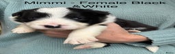 Border Collie dogs for sale: Border Collie (KC reg Pending) Puppies For Sale - Advert 5