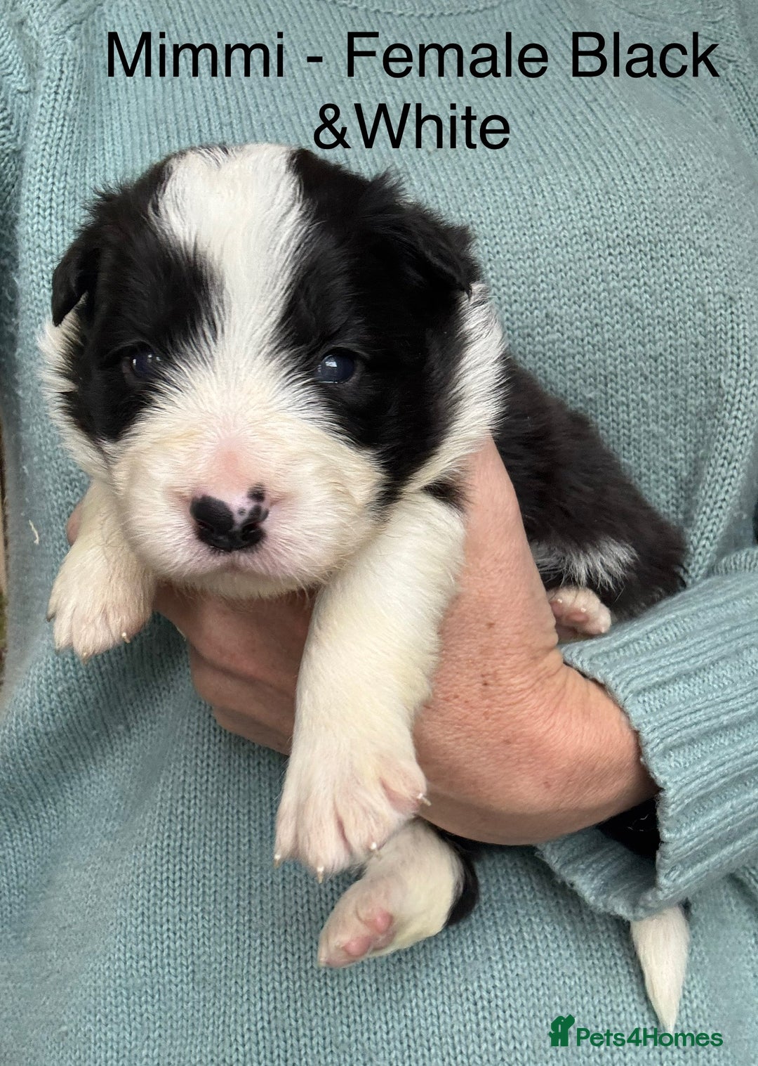 Border Collie dogs for sale: Border Collie (KC reg Pending) Puppies For Sale - Advert 5