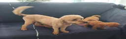 Cavapoo dogs for sale: Beautiful cavapoo puppy  - Advert 5