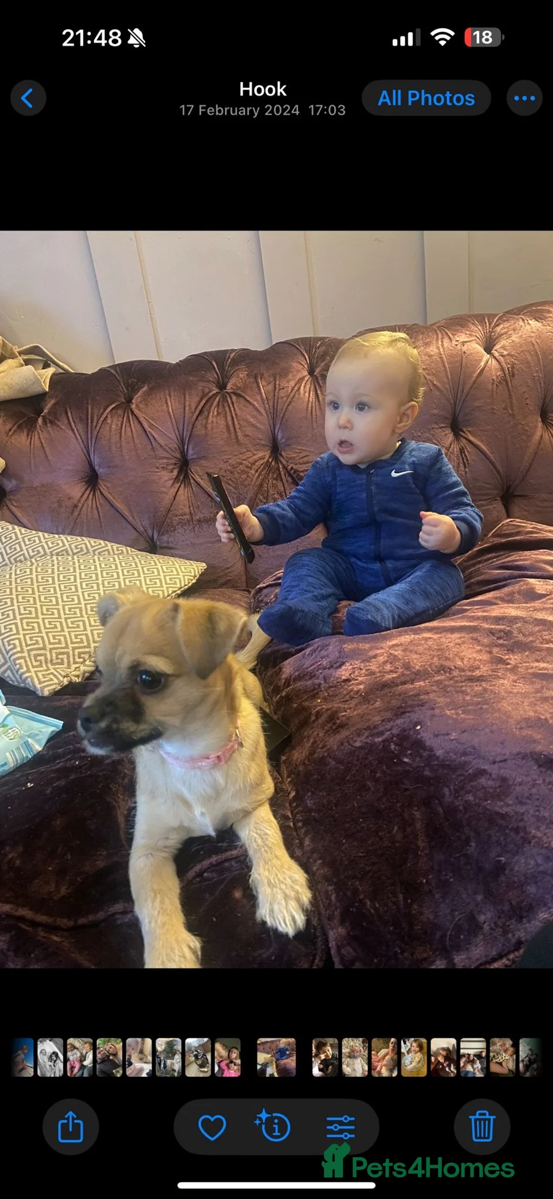 Mixed Breed dogs for sale: lovely dog - Advert 6