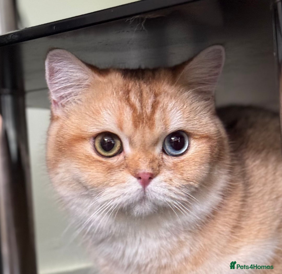 British Shorthair cats for sale: GCCF reg BSH & BLH Chocolate &Black Golden Kittens - Advert 15