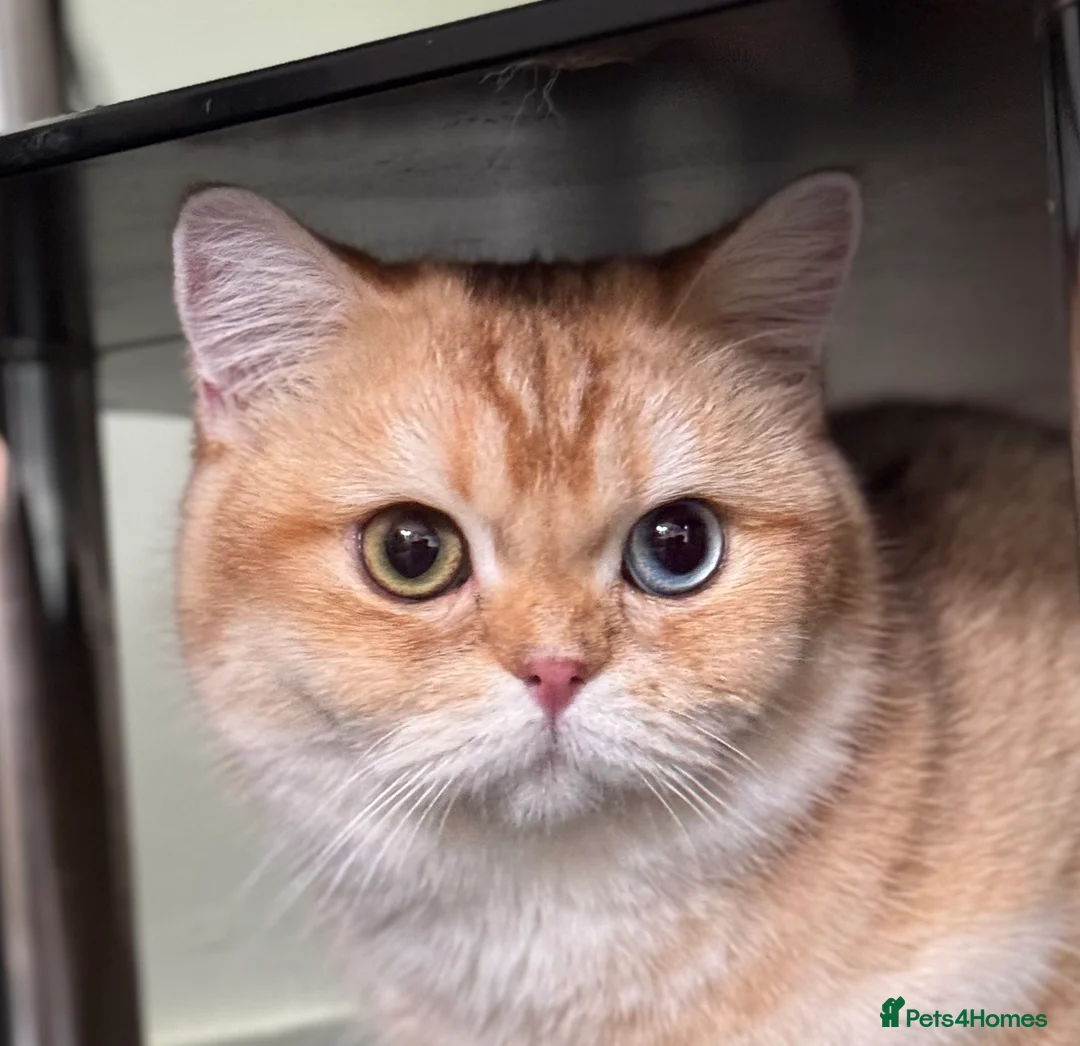 British Shorthair cats for sale: GCCF reg BSH Last Chocolate Gold Blue Eyes Female - Advert 5