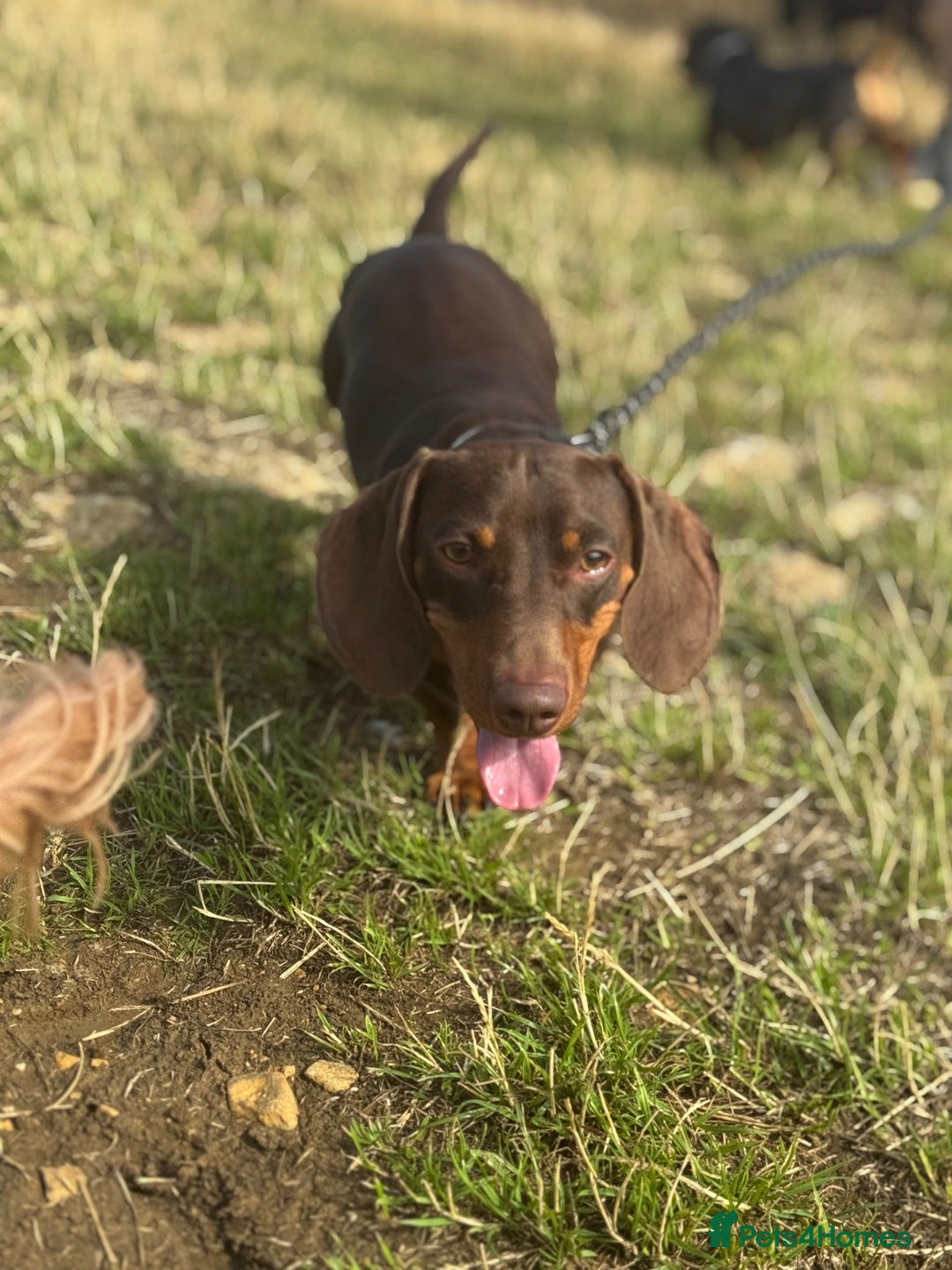 Miniature Dachshund dogs for stud: Miniature Chocolate Dachshund for stud - Image 2