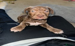 American Bulldog dogs for sale: American bulldog mastiff bloodline puppies - Image 1